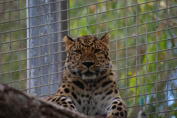 Leopard At Zoo