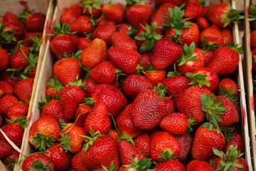 Fresh picked strawberies sorted in a fruit wooden crates
