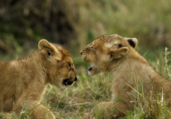 Lion cubs playing at Masai Mara in the evening hours, Kenya