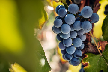 Blue grape harvest
