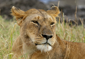 Obraz na płótnie Canvas Portrait of a lioness, Masai Mara, Kenya