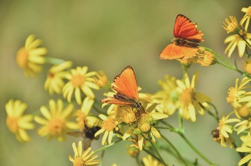 Motyle na kwiatach