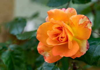 Orange Rose 