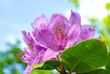 Fototapeta na wymiar Rhododendron