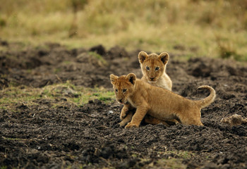 Lion cubs at Masai Mara in the evening hours, Kenya