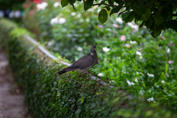 Pigeon on wall in old garden
