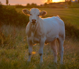 Fototapeta premium A veal in a meadows by the sundown, Cantabrian sea