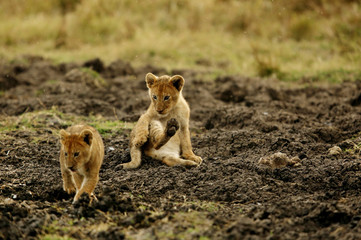 Lion cubs at Masai Mara, Kenya