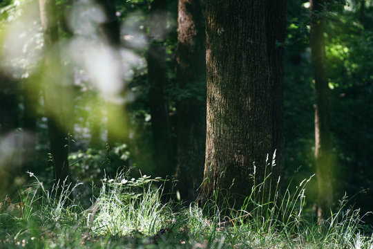 Summer forest  with green grass