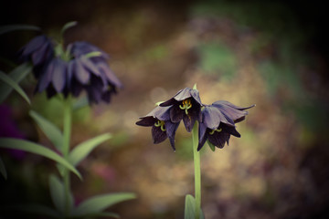 Black flowers blooming