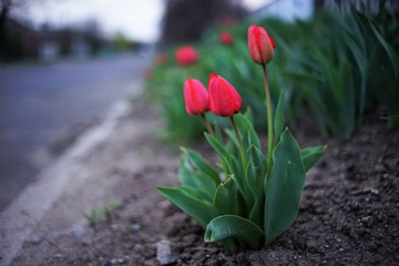 red tulips growing in a rural spring garden near road