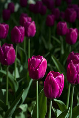 Fototapeta premium glade covered with many violet pink tulips