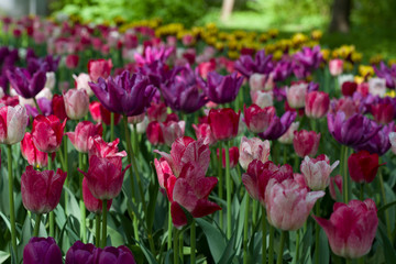 meadow with beautiful tulips in spring illuminated by the sun.