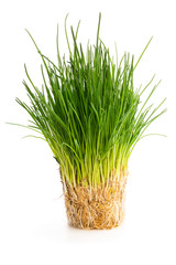 Chives plant with roots isolated on white