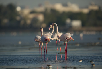 Greater Flamingos at Aker coast, Bahrain