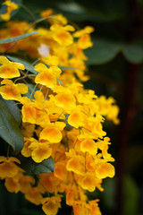 Assorted flowers 