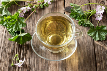 A cup of dwarf mallow tea with fresh blooming dwarf mallow plant
