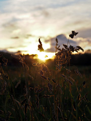 Close-up of grass protruding from the rest of the meadow with the sunset behind them on an autumn...