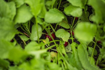 Beautiful closu up view of growing radish plants. Beautiful nature backgrounds.