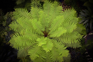 Giant fern - top view