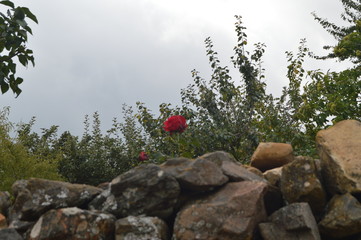 Lonely Red Rose In The Fields In Valverde De Los Arroyos. October 18, 2013. Valverde De Los Arroyos, Black Village, Guadalajara, Castilla La Mancha, Spain. Rural Tourism, History