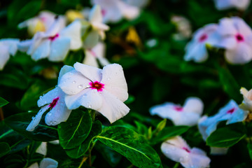 White flower with water spray.