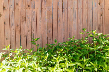 Wooden old fence background with foliage at the bottom. Fresh spring green grass on wooden fence background