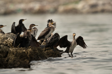 The great cormorants at Aker coast, Bahrain