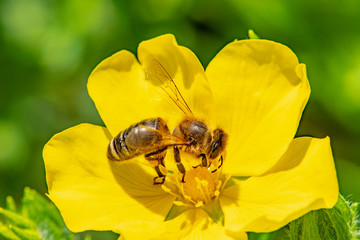 small bee collects pollen in a yellow fingerflower blossom