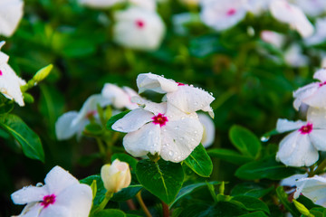 White flower with water spray.