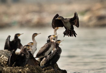 The great cormorants at Aker coast, Bahrain