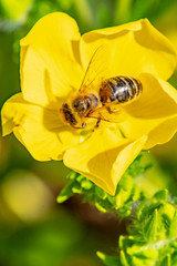 small bee collects pollen in a yellow fingerflower blossom