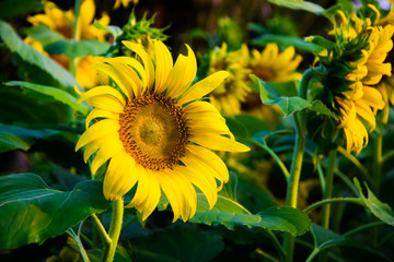 Fototapeta premium Sunflower is blooming to receive sunlight in the morning.