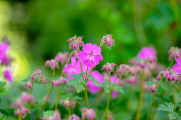 Geranium cantabrigiense karmina flowering plants with buds, group of ornamental pink cranesbill flowers in bloom in the garden