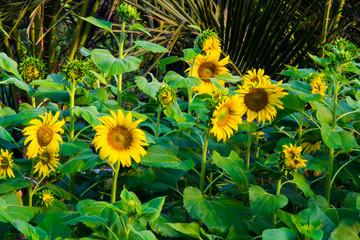 Many sunflower are blooming in the garden.