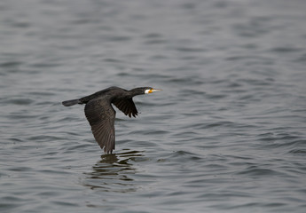 The Great Cormorant flying, Bahrain