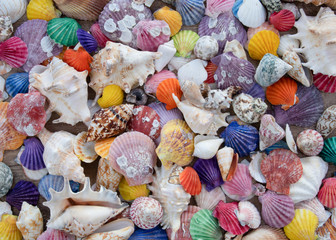 background of Painted sea shells. Collection of shells painted in different colors.
