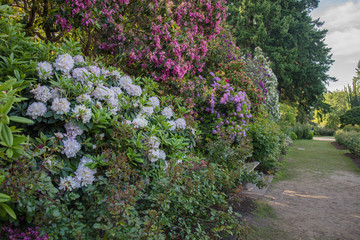 Fototapeta na wymiar International Rose Test Garden