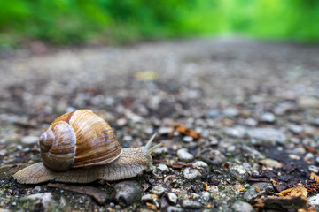 Schnecke mit Schneckenhaus quert Wanderweg