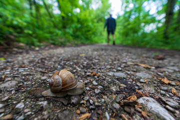 Schnecke mit Schneckenhaus quert Wanderweg
