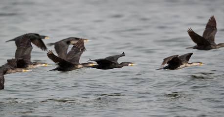 The Great Cormorants, Bahrain