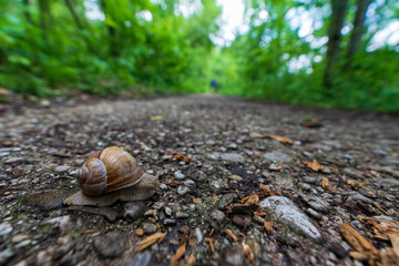 Schnecke mit Schneckenhaus quert Wanderweg