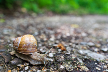 Schnecke mit Schneckenhaus quert Wanderweg