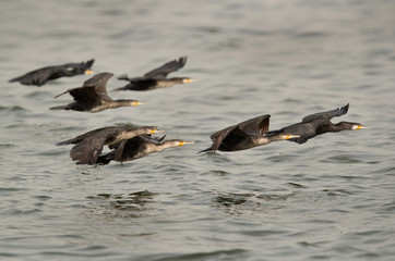 A flock of great cormorant flying