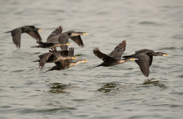 A flock of great cormorant flying