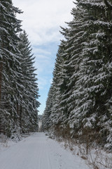 Winter landscape, ski track  in forest