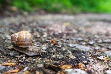 Schnecke mit Schneckenhaus quert Wanderweg