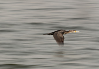 The Great Cormorant flying, a panning effect with slow shutter speed