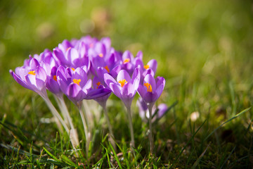 Closeup of violet crocus in the spring