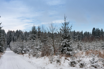 Winter landscape, ski track  in forest